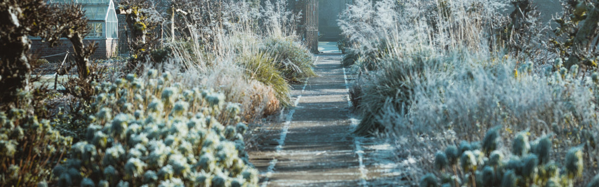 winter garden landscape