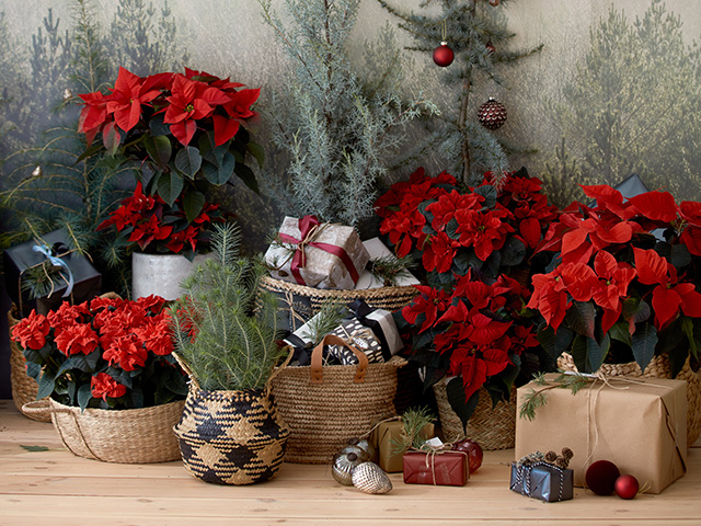 christmas tree and presents with poinsettia plants - goodhomesmagazine.com