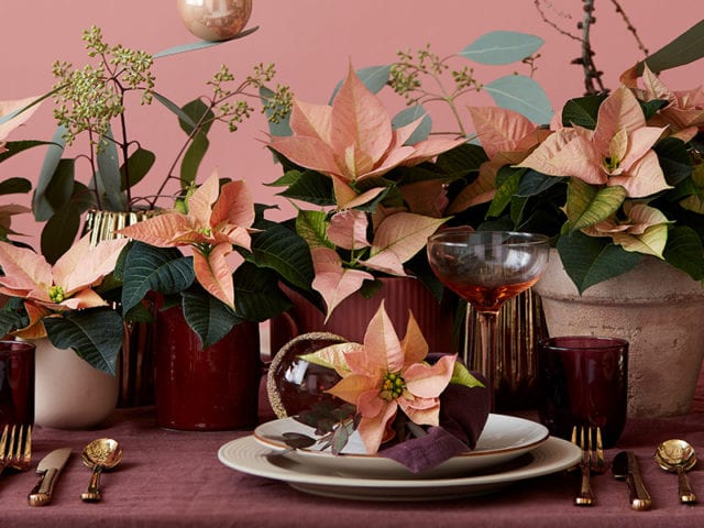 christmas dining table with poinsettia decoration - inspiration - goodhomesmagazine.com