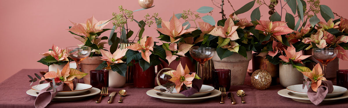 christmas dining table with poinsettia decoration - inspiration - goodhomesmagazine.com