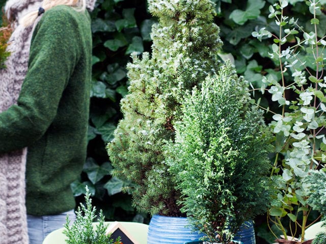 woman moving garden plants - goodhomesmagazine.com