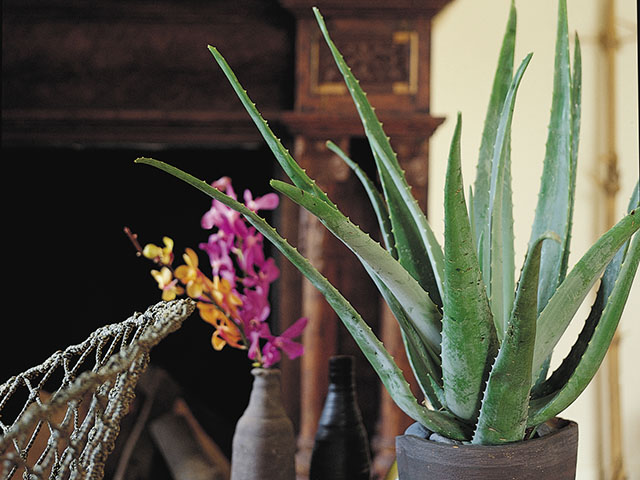 Aloe Vera Houseplant Flower Council