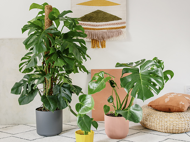 Beards & Daisies Potted Cheese Plants