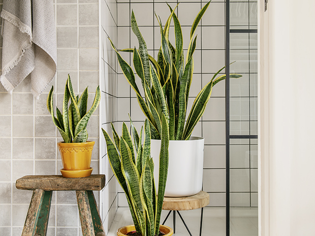 Snake Plant Beards and Daisies