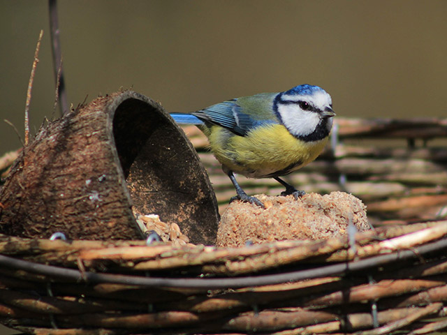 Blue tit bird in garden nest birdwatch