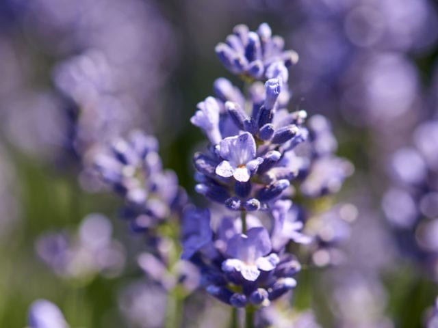 Lavender Plant Flower Council