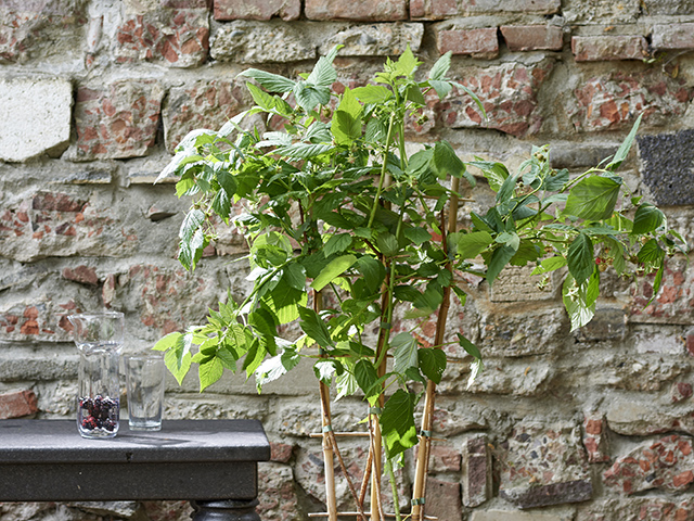 Money Tree Plant Flower Council