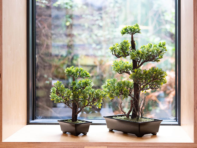 Japandi style - embrace nature with bonsai trees indoors