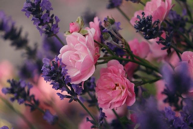 Lavender and rose bush
