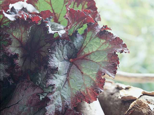 Leaf of bergonia maculata houseplant from the Flower council, goodhomesmagazine.com