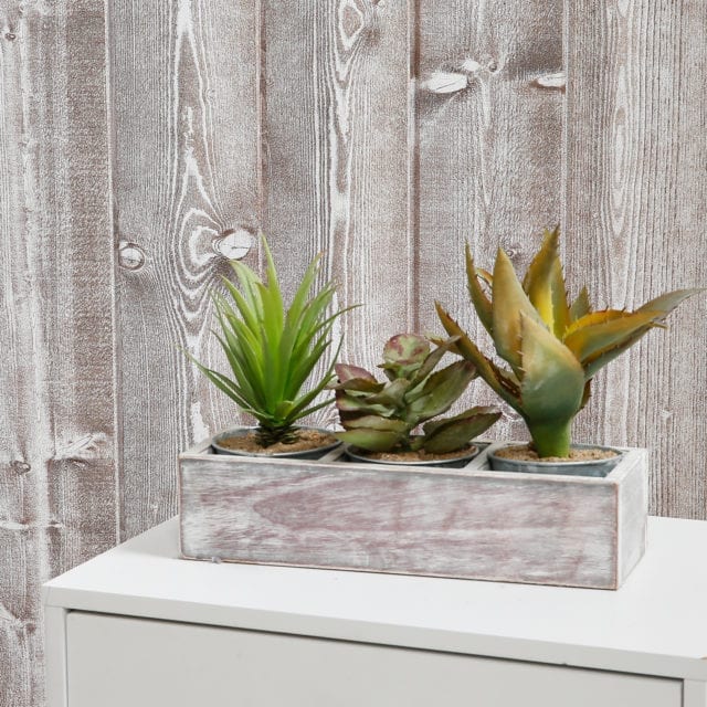 Timber Focus rustic effect wood panelled interior wall with mini cacti in planter