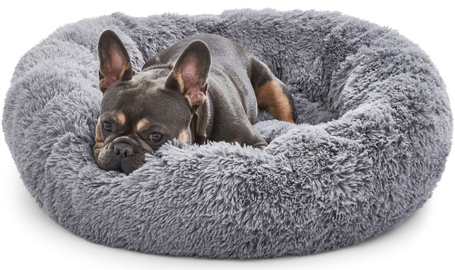 Silentnight doughnut dog bed for French bulldog 