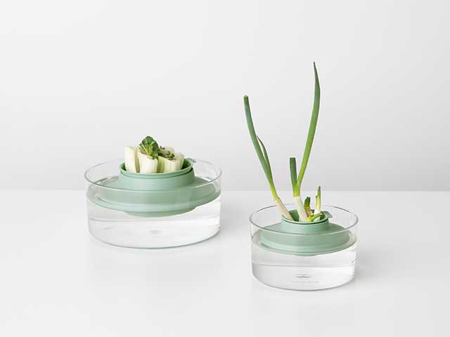 Spring onion stalks growing in a glass petri dish - Father's Day - Goodhomesmagazine.com