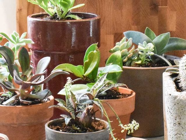 Houseplants in a row by a window - Plant care - Goodhomesmagazine.com