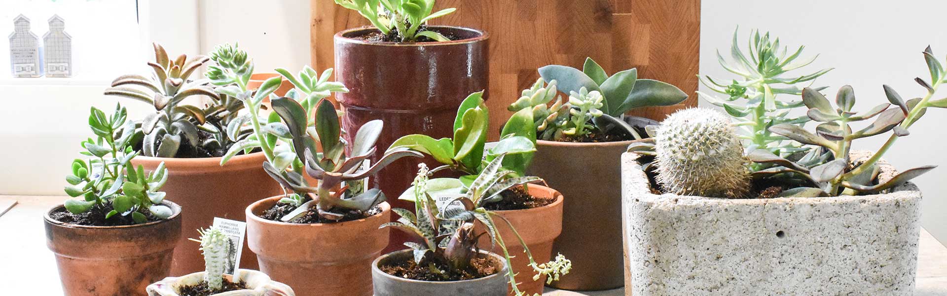 Houseplants in a row by a window - Plant care - Goodhomesmagazine.com