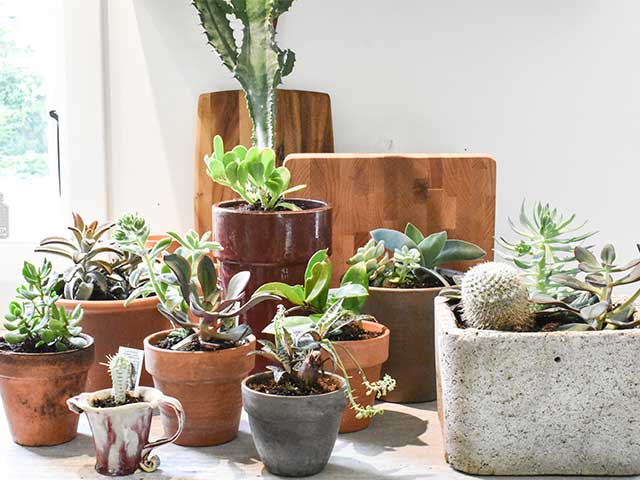 Houseplants in a row by a window - Plant care - Goodhomesmagazine.com 
