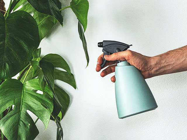 Hand holding a turquoise mister bottle and spraying big green leaves - Plant care - Goodhomesmagazine.com 