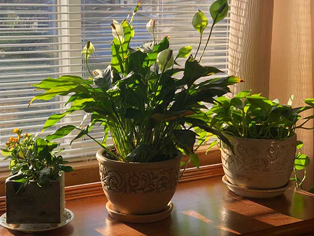 Three leafy plants on a windowsill in the shade - Plant care - Goodhomesmagazine.com 