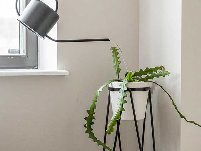 Grey watering can pouring water into a plant in a stand - Plant care - Goodhomesmagazine.com 