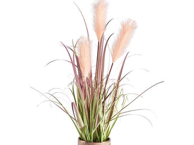 Pealr pink pampas grass in small gold pot on white background