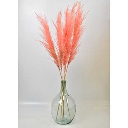 Coral coloured pampas in clear vase on white bacvground
