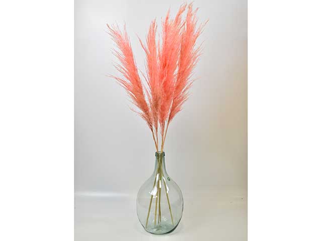 Coral coloured pampas in clear vase on white bacvground