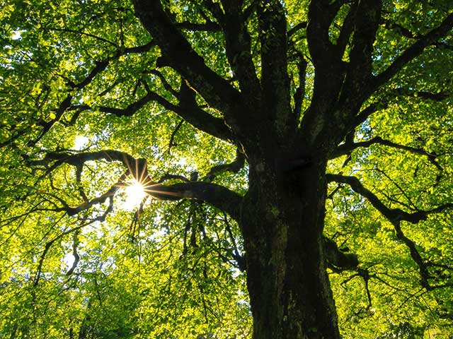 Isolated large tree with leafy branches