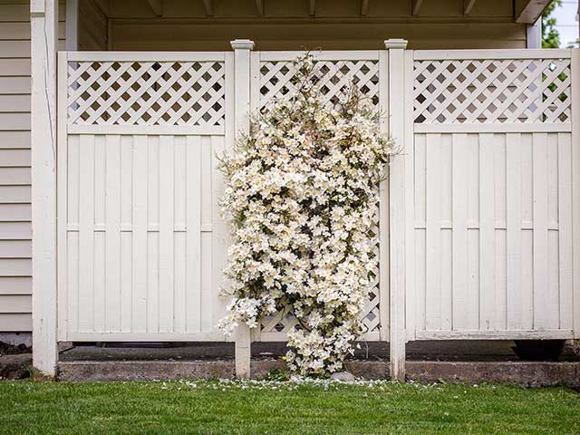 tall white fence with trellis and flower wall
