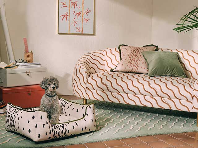 Sofa with cushions on top, poodle in dog bed and chests behind