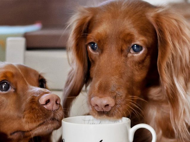 Sophie Allport x Fairfax & Favor Tassels & Tails Mug