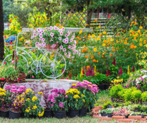 colourful garden ideas
