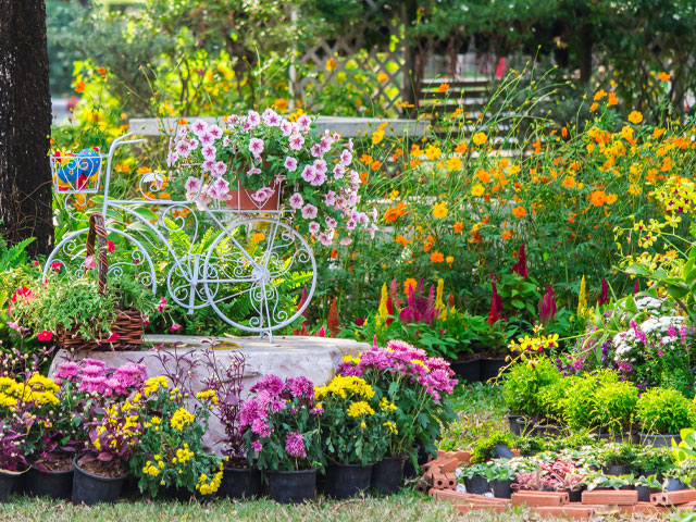 colourful garden ideas