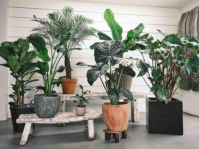 Kew x Sproutl, Palm House Collection autumn living room