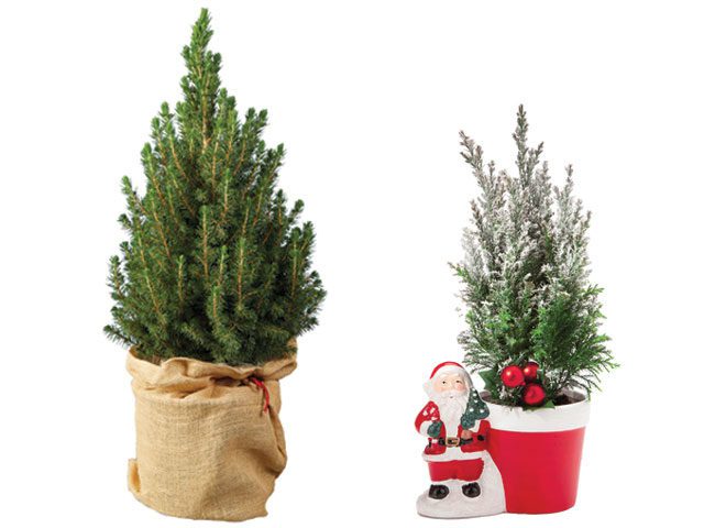 Lidl Christmas trees