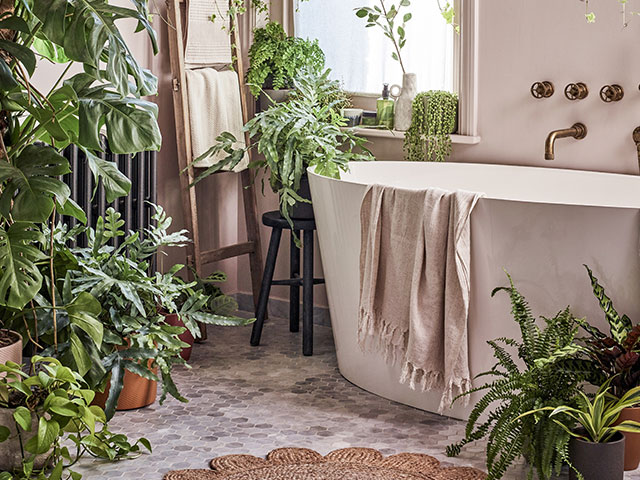 Plants can bring life and colour to your home