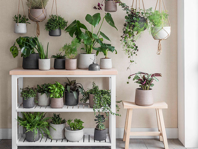 Putting plants into the mix is perfect for styling and biophilia is a hot trend