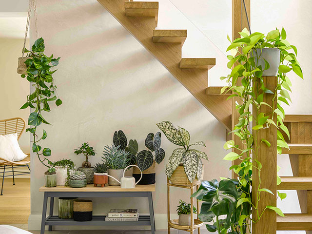 Indoor plant sanctuary under stairs in hallway space