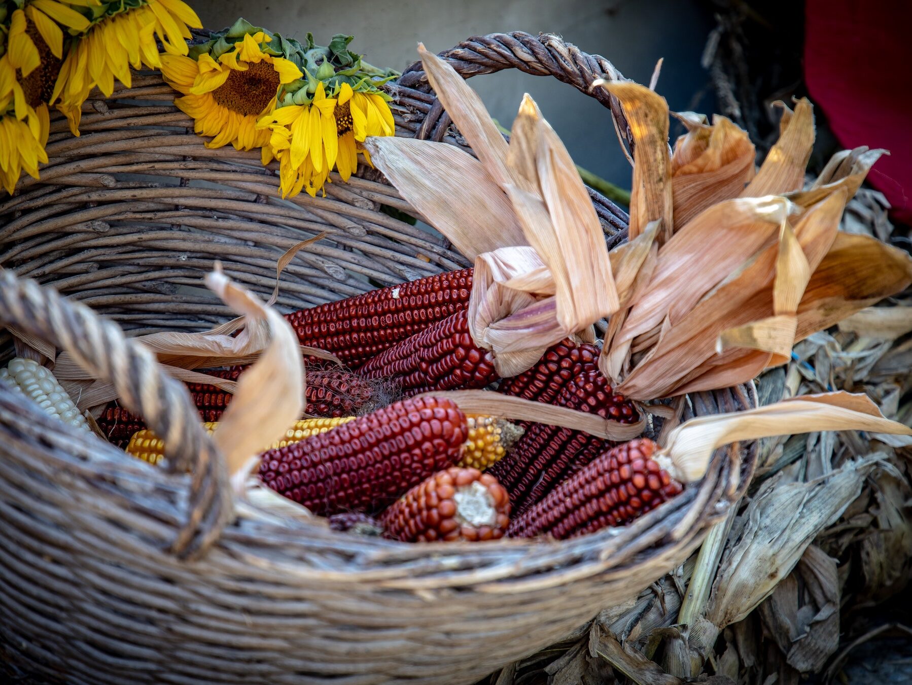 Dried corn cobs in a basket