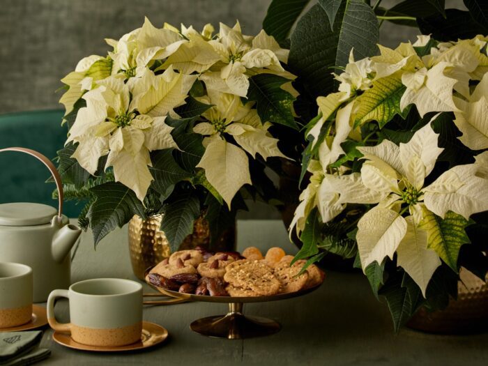Cream poinsettias potted on a table with tea and biscuits