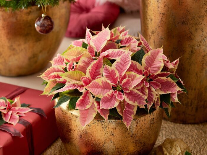 Pink variegated poinsettia in a gold pot