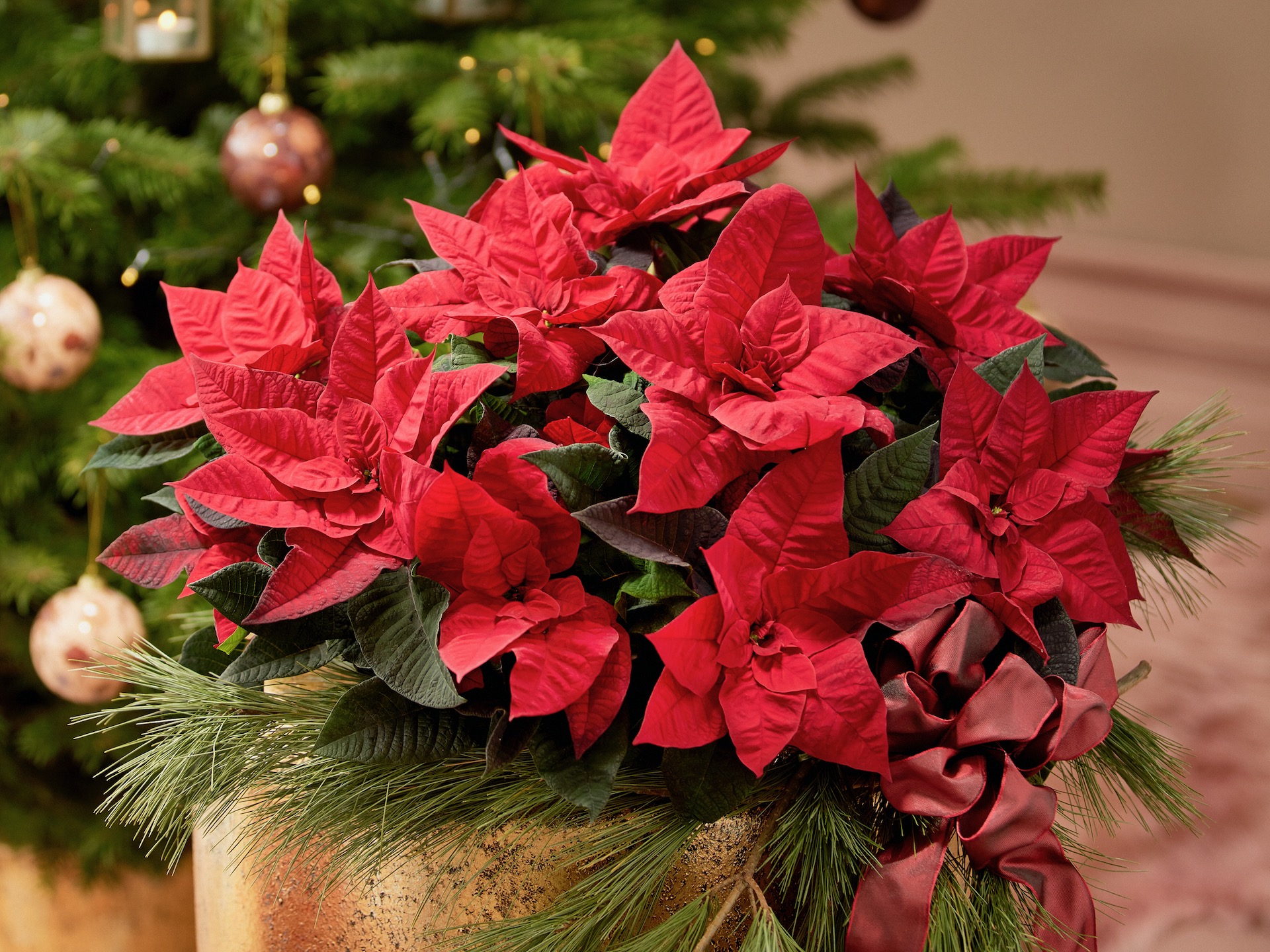 Red poinsettia in gold pot in front of Christmas tree