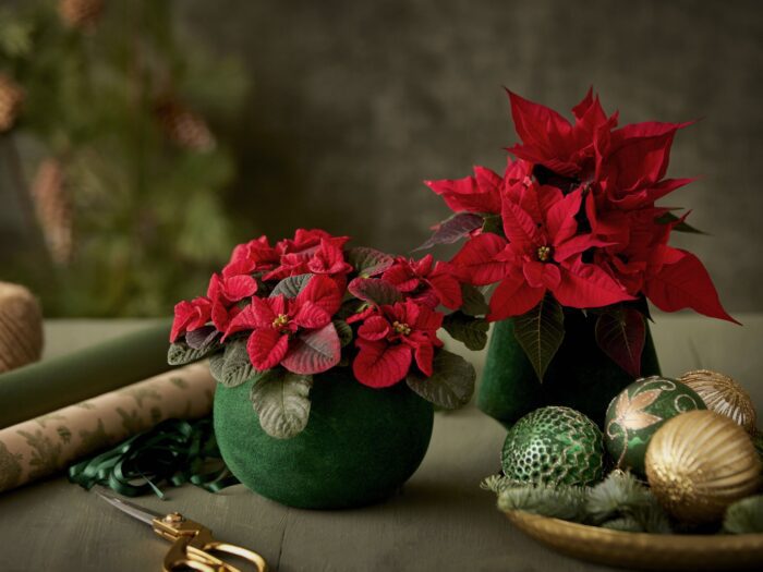 Two small poinsettias in round green pots