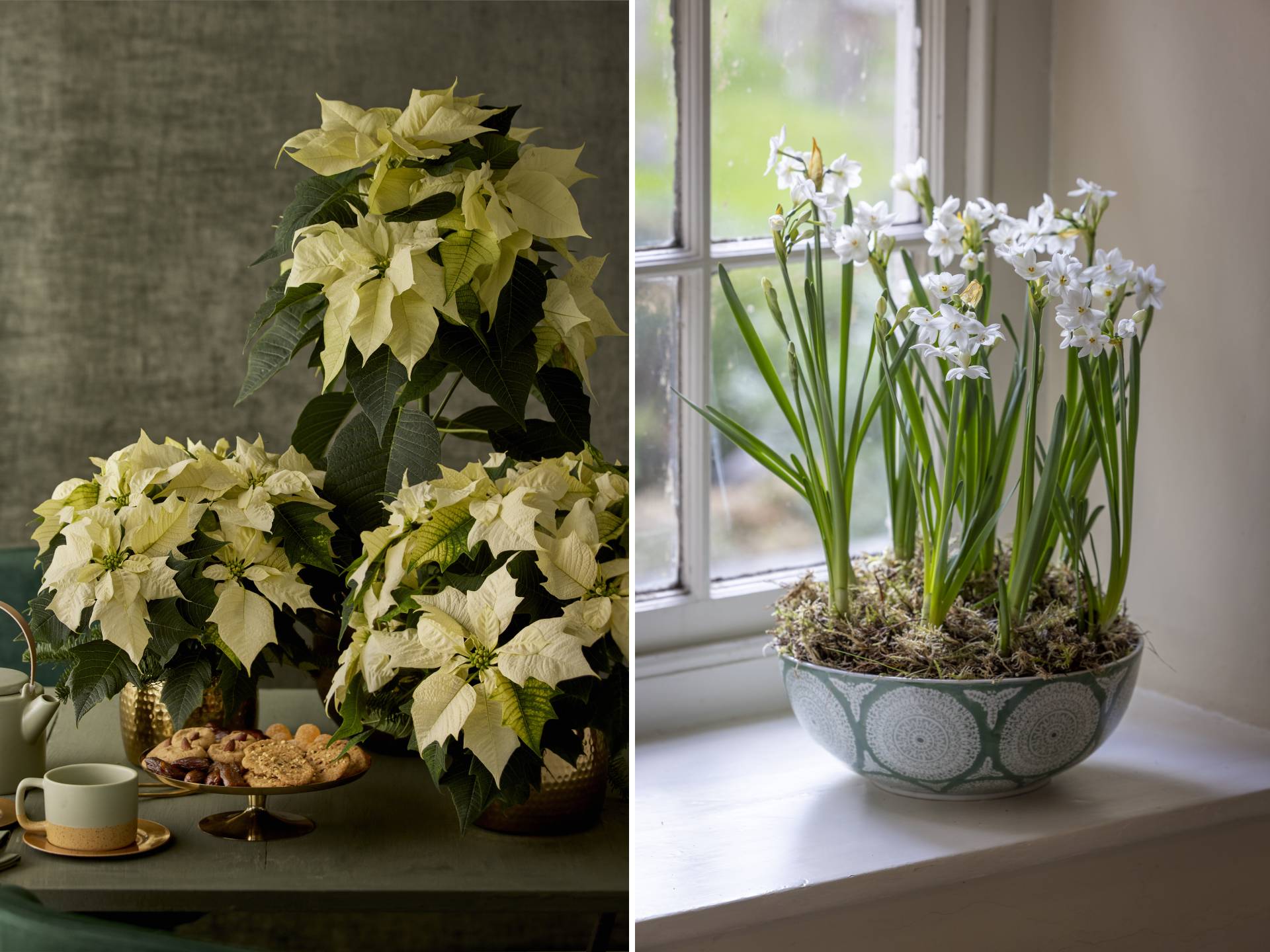 Poinsettia and paperwhite flower displays