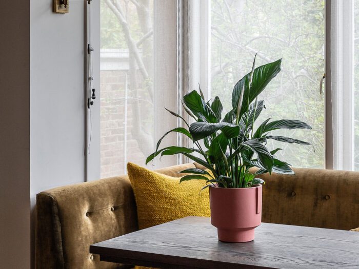 A peace lily on a table for easy care houseplants