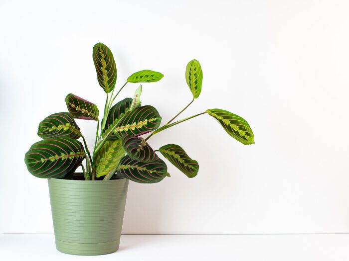 The beautiful prayer plant on a white desk