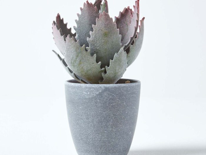 A cactus in a concrete pot is an easy houseplant to care for