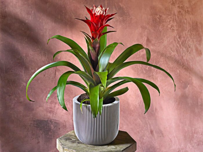 A brightly coloured plant on a side table