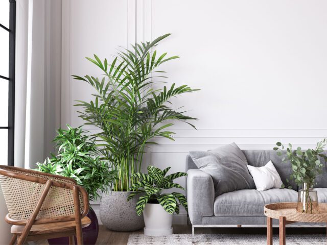 A selection of easy care houseplants