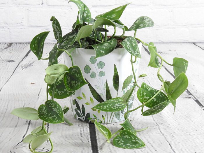 A ceramic plant pot with an easy care houseplant