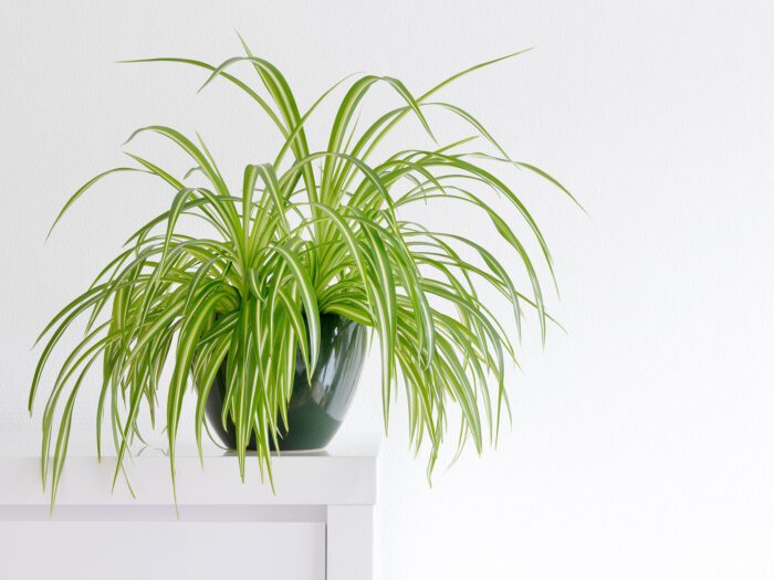A spider plant is one of the easiest care houseplants to get you started